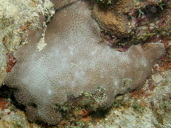 Porites lobata